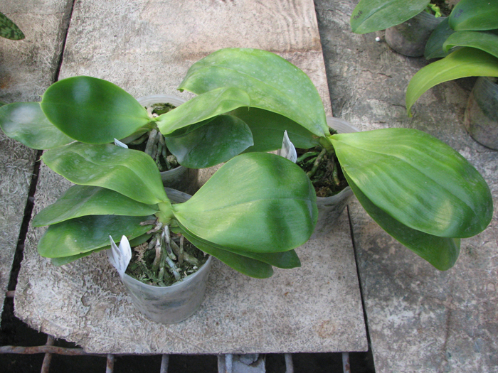 Phalaenopsis Lea Maria Salazar.jpg
