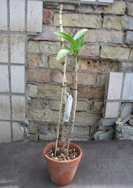Dendrobium Milo x Dendrobium Tosons var. Blue.JPG