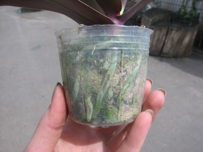 корни.JPG