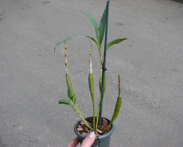 Dendrobium brymerianum.JPG