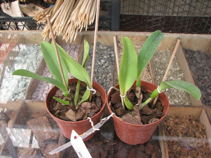 Cattleya dowiana rosea x self.JPG