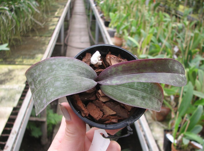 Phalaenopsis stuartiana yellow x sib.JPG