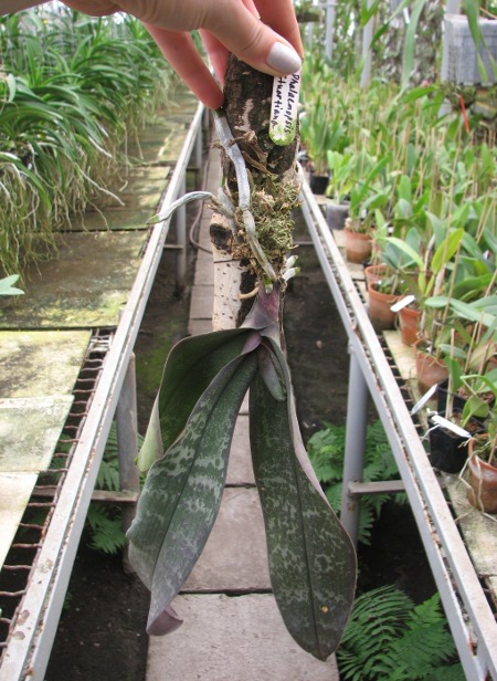 Phalaenopsis stuartiana.JPG