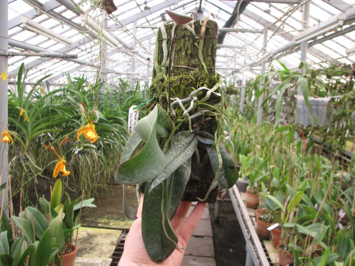 Phalaenopsis schilleriana.JPG