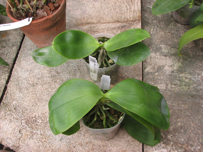 Phalaenopsis Lea Maria Salazar.jpg
