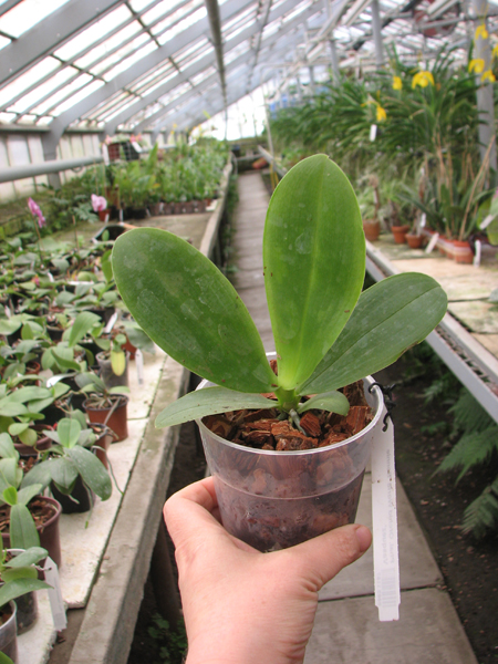 Phalaenopsis Orchid World 'Bonnie Vasquez'.jpg