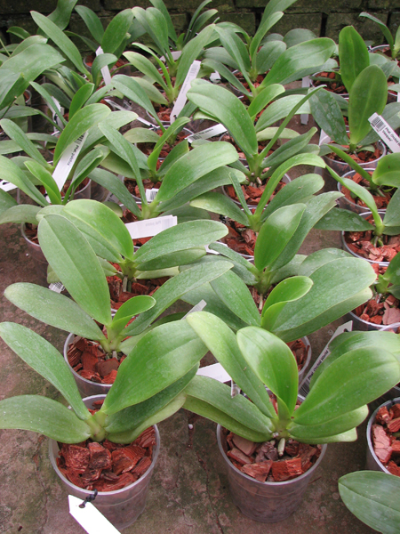 Phalaenopsis pulchra.jpg