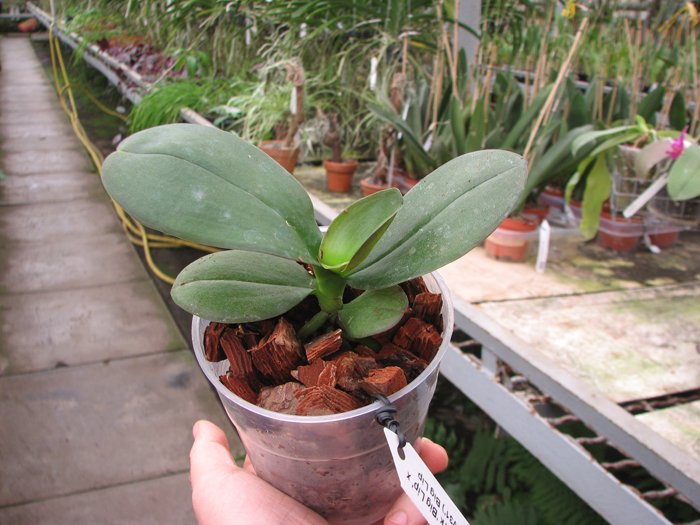 Phalaenopsis (Yu Pin Fire Work 'Big Lip' x Tai LiN Redangel 'V31') Big Lip.jpg
