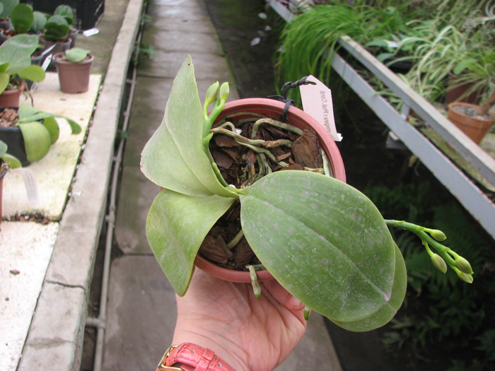 Phalaenopsis corningiana x Phalaenopsis Coral Isles.jpg