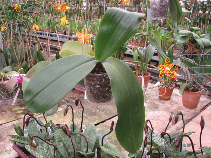 Phalaenopsis David Lim.jpg