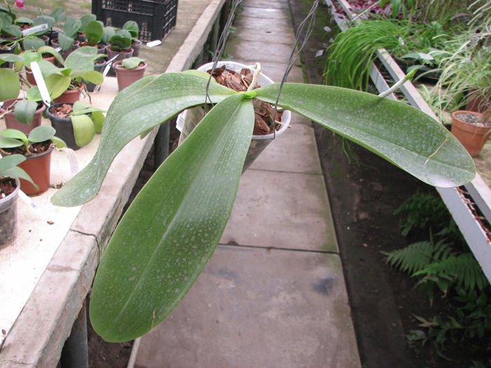 Phalaenopsis Joey (gigantea x lueddemanniana).jpg