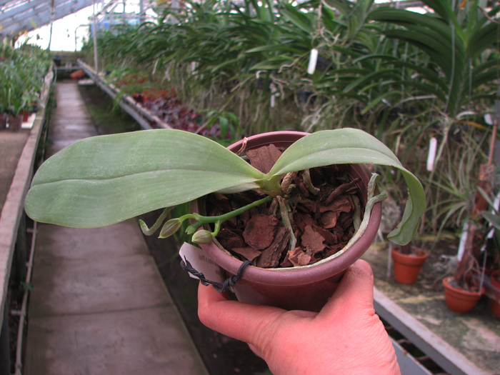 Phalaenopsis Coral Isles x Phalaenopsis corningiana.jpg