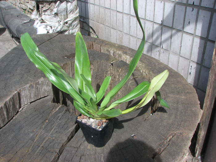 Paphiopedilum In-Charm Lady (Lady Isabel 'In-Charm' x Paphiopedilum moqueateanum 'In-Charm').jpg
