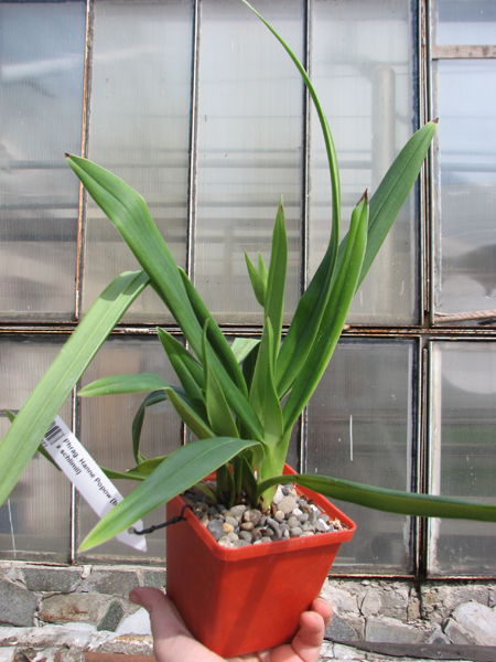 Phragmipedium Hanne Popow (besseae x schlimii).jpg