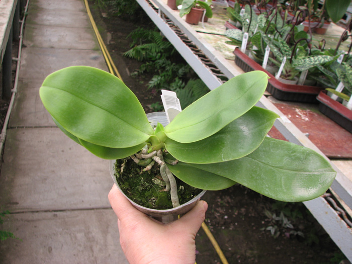 Phalaenopsis Lea Maria Salazar.jpg