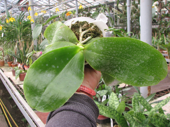 Phalaenopsis Princess Kaiulani 'Chin Yo'.jpg