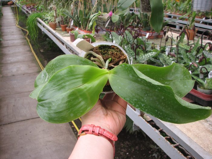 Phalaenopsis Princess Kaiulani 'Chin Yo'.jpg