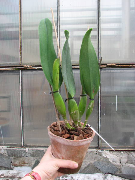 Brassolaeliocattleya Burdekin Wonder 'Lake Land'.jpg