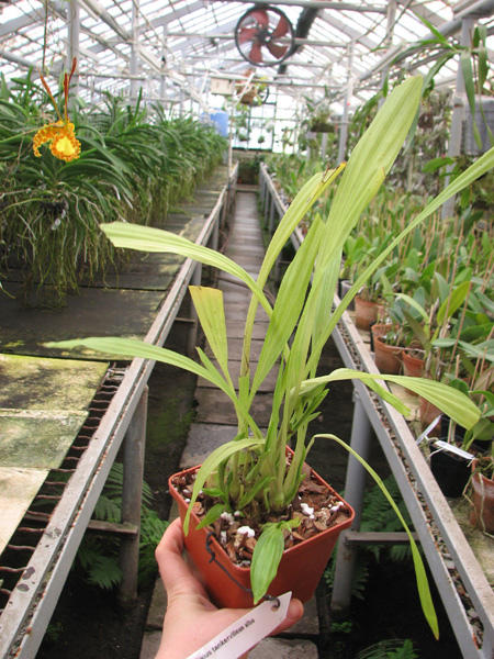 Phaius tankervilleae alba.jpg