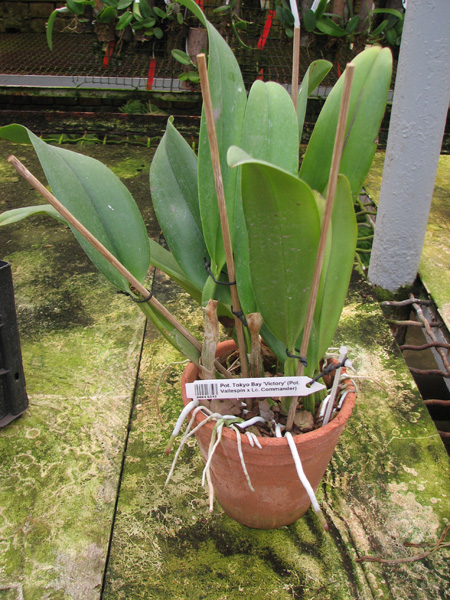 Potinara Tokyo Bay 'Victory' (Potinara Vallespin x Laeliocattleya Commander).jpg