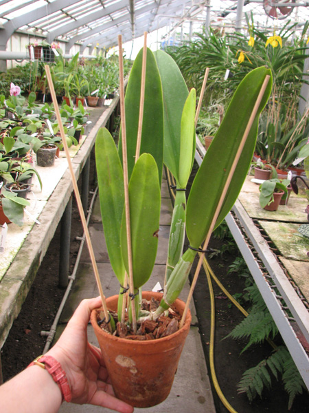 Brassolaeliocattleya Delta King Tangerglow (George King x John Sexton).jpg