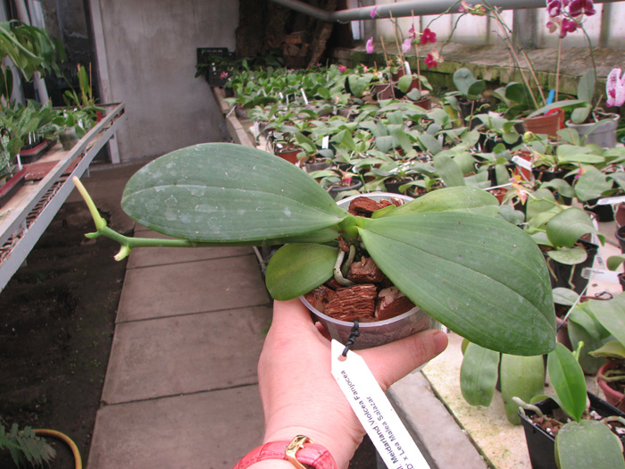 Phalaenopsis Meidarland Violacea Fanjocea 'MD' x Lea Maria Salazar.jpg