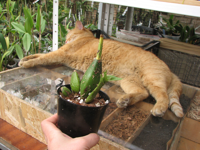 Lycaste Arisugawa.jpg