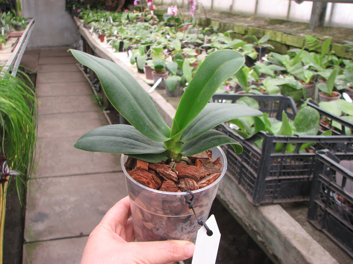 Sedirea japonica.jpg