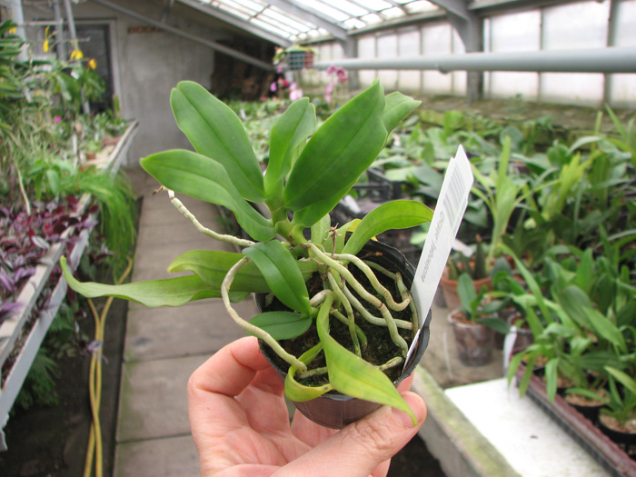 Gastrochilus japonicus.jpg