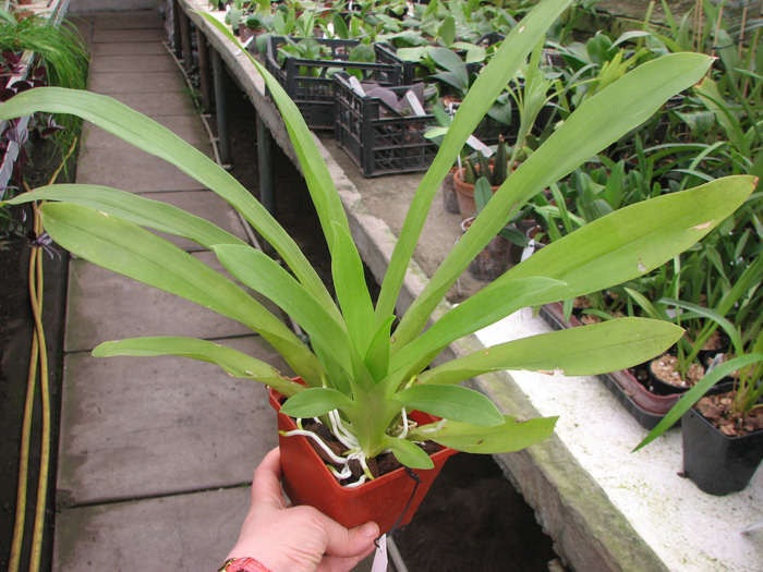 Huntleya meleagris.jpg