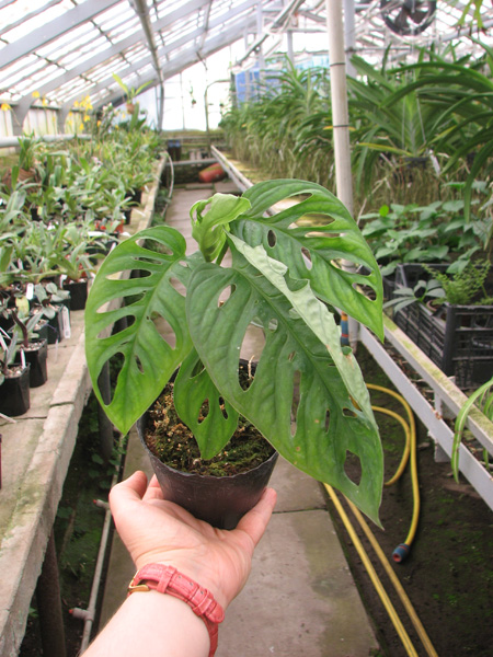 Monstera obliqua.jpg