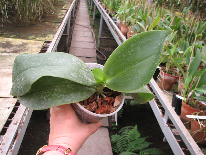 Phalaenopsis gigantea x violacea blue.jpg