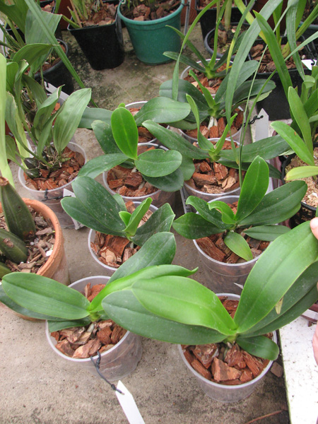 Sedirea japonica.jpg