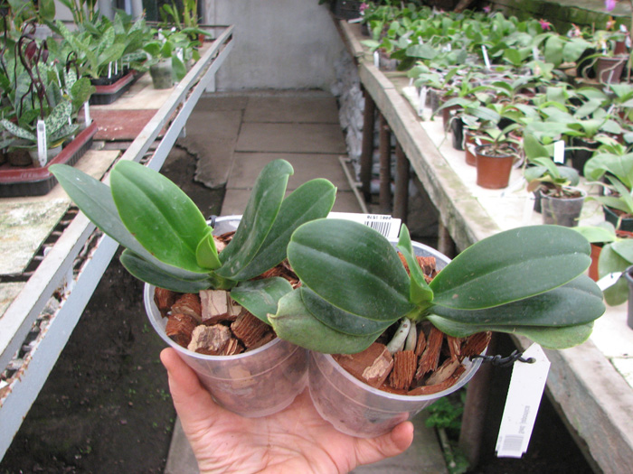 Sedirea japonica.jpg