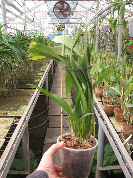 Beallara Tropic Tom 'Pale Face'.jpg