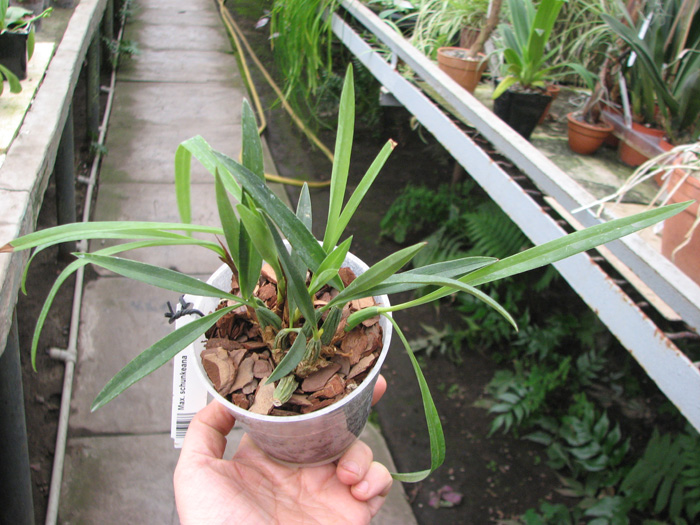 Maxillaria schunkeana.jpg