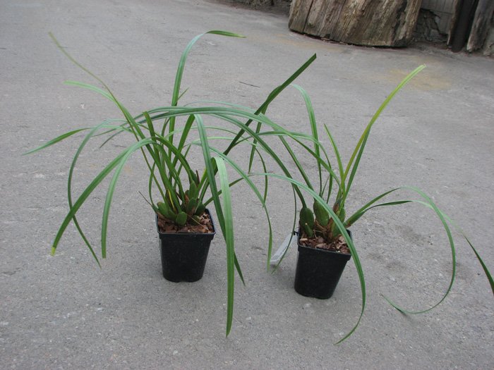Maxillaria tenuifolia.jpg