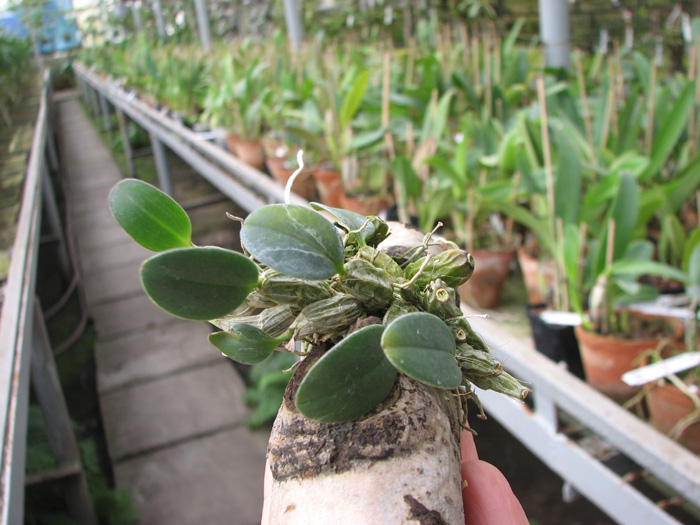 Dendrobium aggregatum.jpg