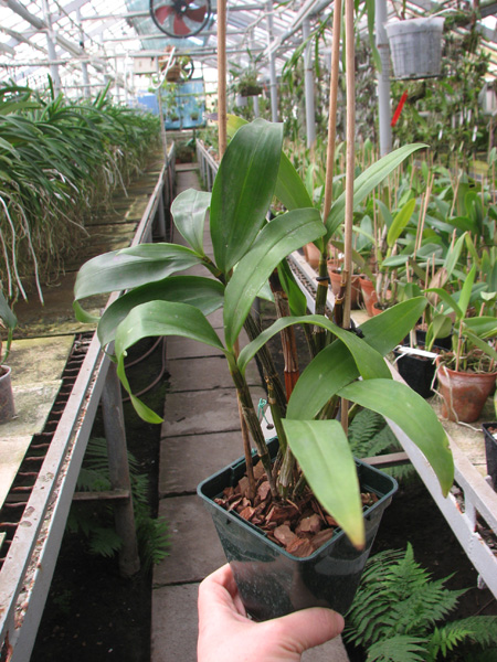 Dendrobium thyrsiflorum.jpg