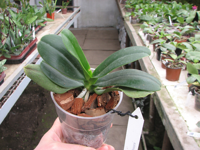 Sedirea japonica.jpg