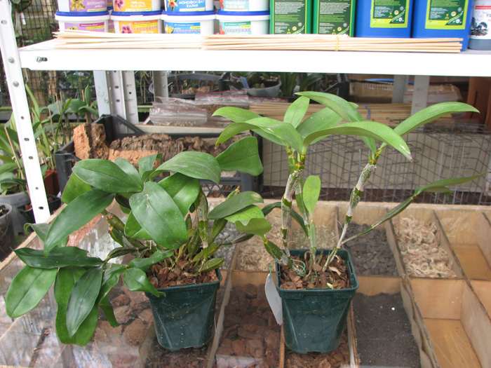 Dendrobium farmeri.jpg