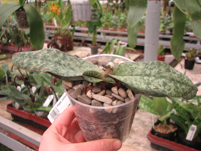 Paphiopedilum concolor.jpg