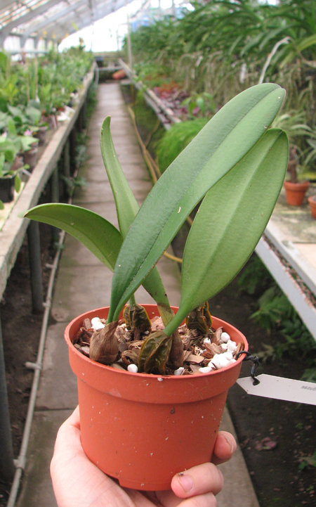 Bulbophyllum medusae.jpg