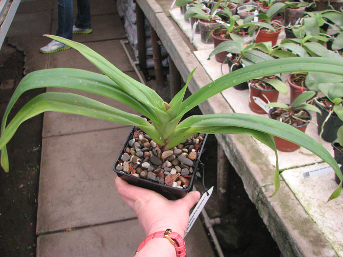 Phragmipedium Andean Fire (besseae x lidleyanum).jpg