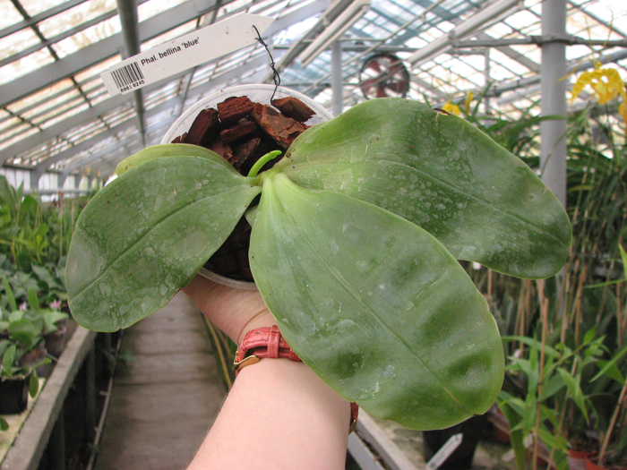 Phalaenopsis bellina 'blue'.jpg