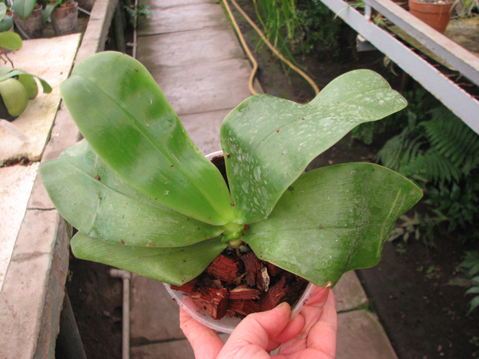 Phalaenopsis Samera 'Blue'.jpg