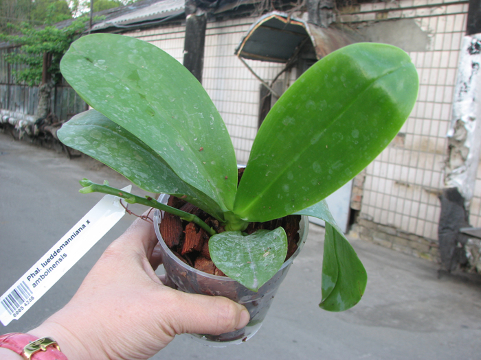 Phalaenopsis lueddemanniana x amboinensis.jpg