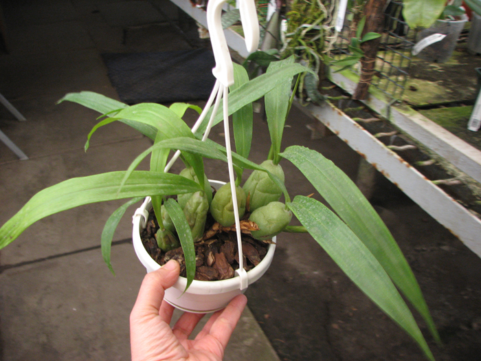 Coelogyne cristata.jpg