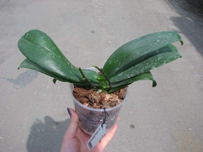 Phalaenopsis Nobby's Pumpkir 'JA4'.JPG