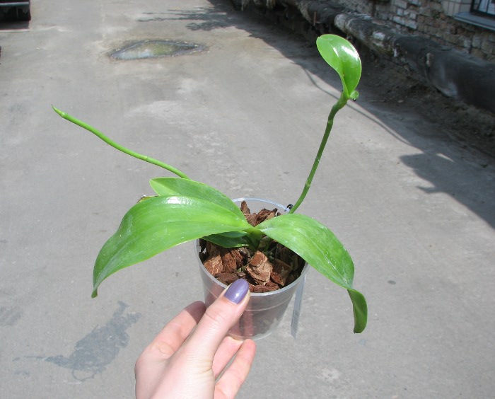 Phalaenopsis lueddemanniana.JPG